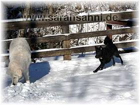 Noch 'ne kleine Schneemalzeit.