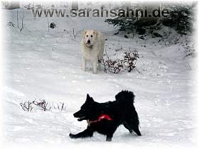 Überall ist Schnee. Das Hundeparadies.