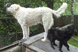 Bild "KUVASZ:Janosh.jpg"
