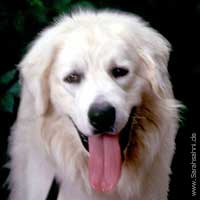 Bild "KUVASZ:KVD300599D033B.jpg"