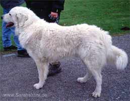 Bild "KUVASZ:KuvaszRuede01b.jpg"
