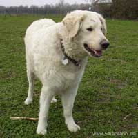Bild "KUVASZ:SarahDCP0198_.jpg"