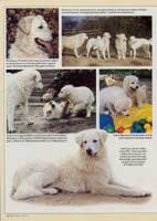 Bild "KUVASZ:derhund2pre.jpg"