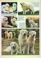Bild "KUVASZ:derhund3pre.jpg"