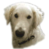 Bild "BILDER-CLIPART:Sarah-zwinkert-100p.gif"