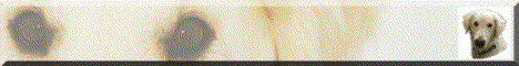 Bild "DIES und DAS:SarahBanner3.gif"
