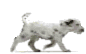 Bild "FUN:hund0290.gif"