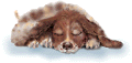 Bild "FUN:hund0590.gif"