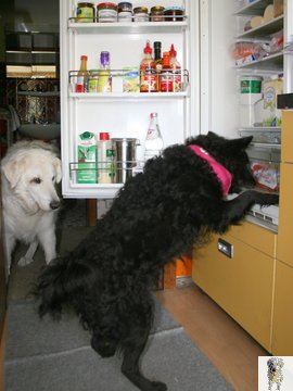 Bild "LECKERES:IMG2009-04-11_008_am-Kuehlschrank.jpg"