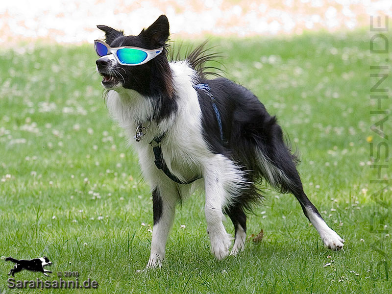 Bild "LUSTIGES:Button-mit-Sonnenbrille_800x_ok.jpg"