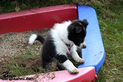 Bild "Bu_IMG2009-08-14_138_pre.JPG"