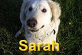 Bild "START:Titelbutton_Sarah_1_120x.jpg"