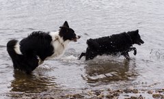 Bild "Moppel-Button_IMG2010-04-05_036.jpg"