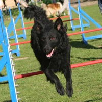 Bild "AGI-Moppel-102.jpg"