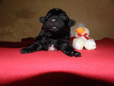 Bild "Freddie_16-04-2009_low.jpg"