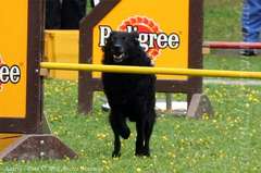 Bild "IMG2008-05-25_089_pre_Moppel.jpg"