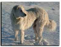 Bild "Sarah-im-Schnee_12240096pre.jpg"