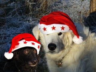 Bild "Weihnachten_320x_SarahMoppel2008.jpg"